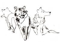 Les quatre loups. Le vendredi 6 avril 2018 à Avignon. Vaucluse.  18H00